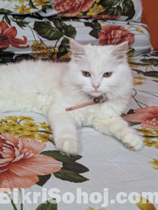 Persian doll face female cat